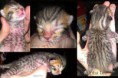 /album/the-long-awaited-litter-a-/alpha-leo-montage-2013-0315-logo-jpg1/